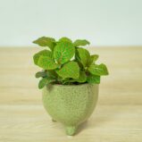 fittonia-joly-josan