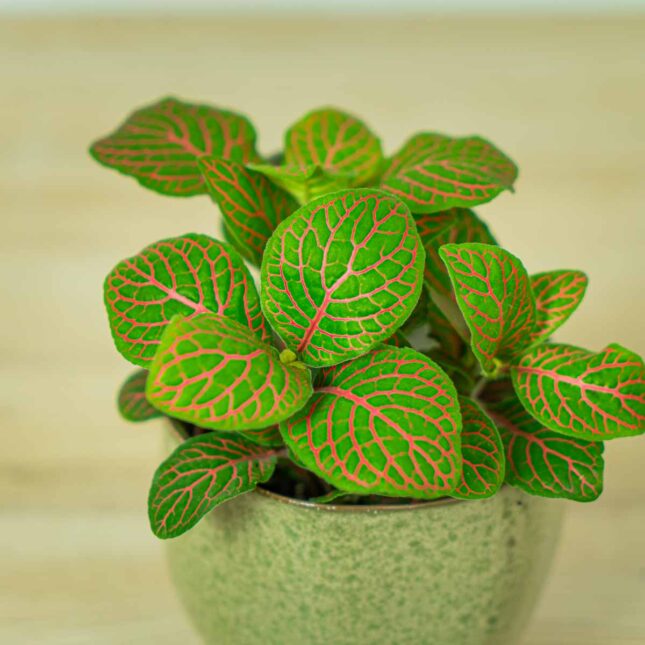 fittonia-joly-josan (2) fittonia-joly-josan