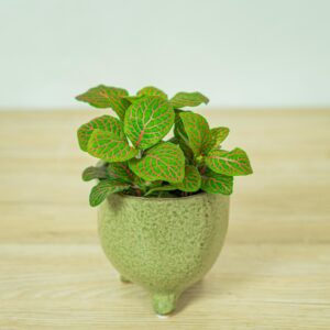 fittonia-joly-josan