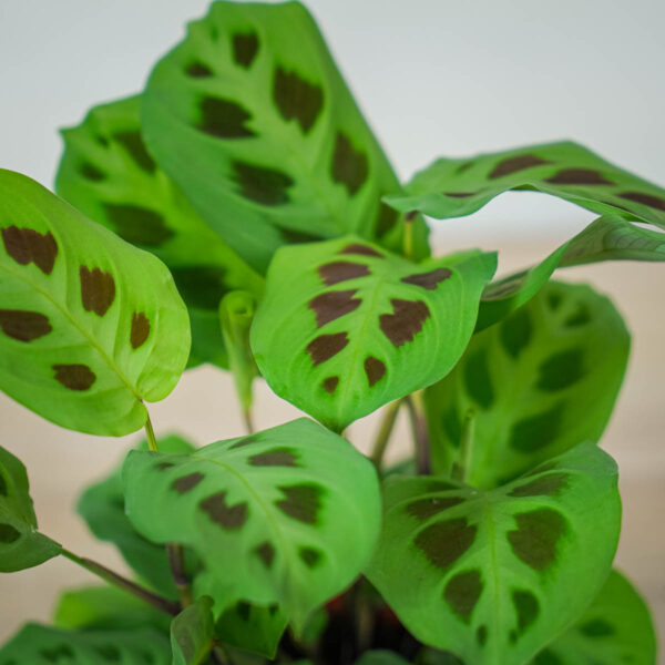 maranta-leuconeura-kerchoveana (3) maranta-leuconeura-kerchoveana