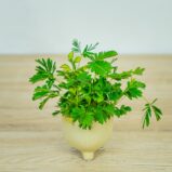 mimoza-wstydliwa-baby-mimosa-pudica