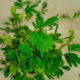 mimoza-wstydliwa-baby-mimosa-pudica