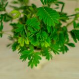 mimoza-wstydliwa-baby-mimosa-pudica