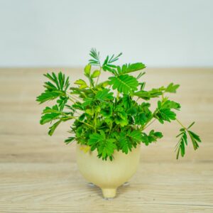 mimoza-wstydliwa-baby-mimosa-pudica