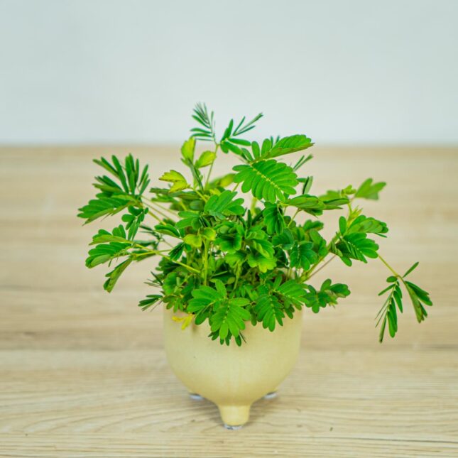 mimoza-wstydliwa-baby-mimosa-pudica