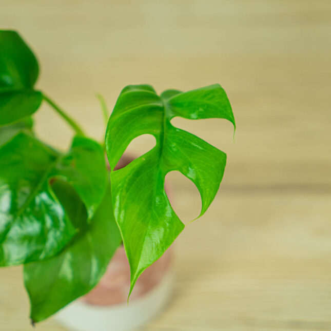 monstera-minima-baby-rhaphidophora-tetrasperma (2) monstera-minima-baby-rhaphidophora-tetrasperma