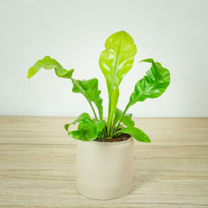 paproc-zanokcica-asplenium-nidus