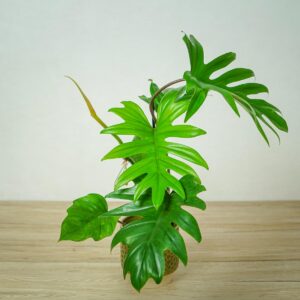 philodendron-mayoi