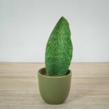 sansevieria-grandis