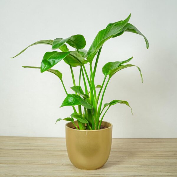 strelicja-biala-strelitzia-nicolai