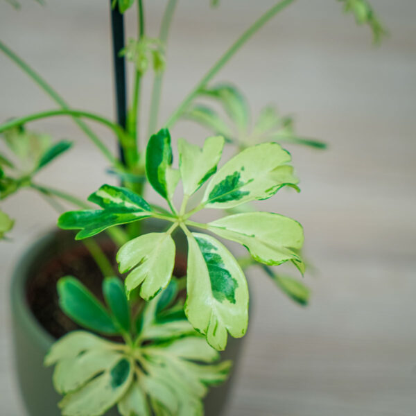 szeflera-janine-schefflera-arboricola szeflera-janine-schefflera-arboricola