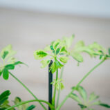 szeflera-janine-schefflera-arboricola