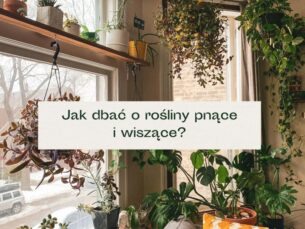 Wiszące rośliny
