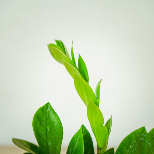 zamioculcas-zamiifolia-zamiokulkas zamioculcas-zamiifolia-zamiokulkas