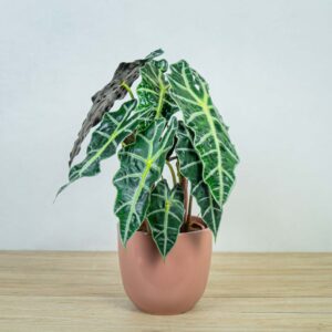 alokazja-polly-alocasia