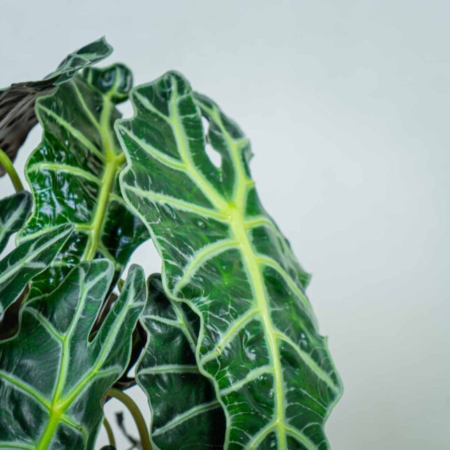 alokazja-polly-alocasia alokazja-polly-alocasia