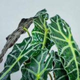 alokazja-polly-alocasia