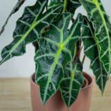 alokazja-polly-alocasia