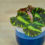 begonia-cleopatrae-baby