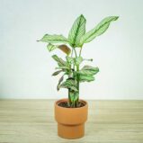 calathea-white-star