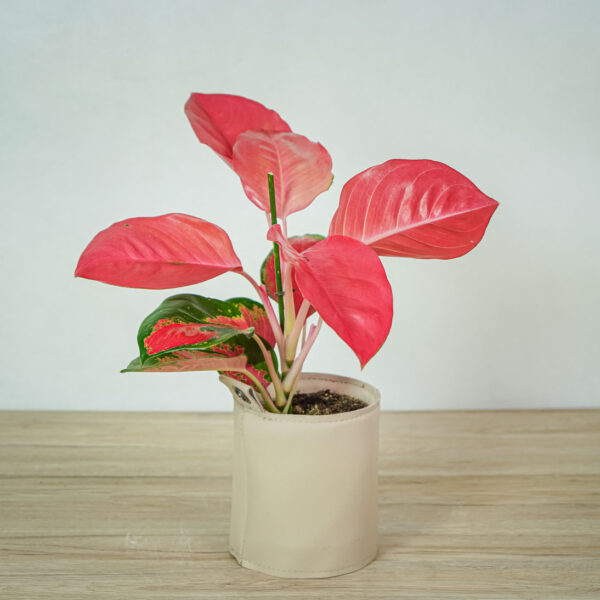 aglaonema-orange-star aglaonema-orange-star