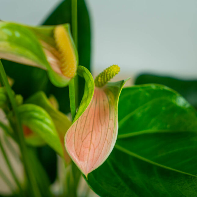 anthurium-joli-peach (4) anthurium-joli-peach