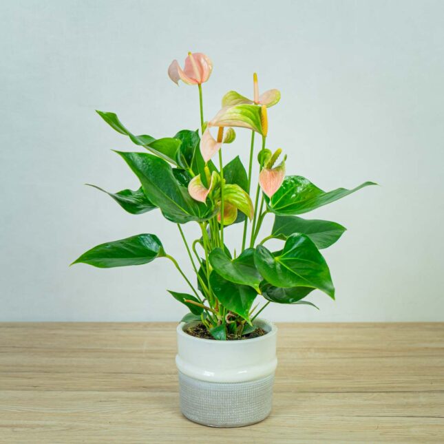 anthurium-joli-peach anthurium-joli-peach