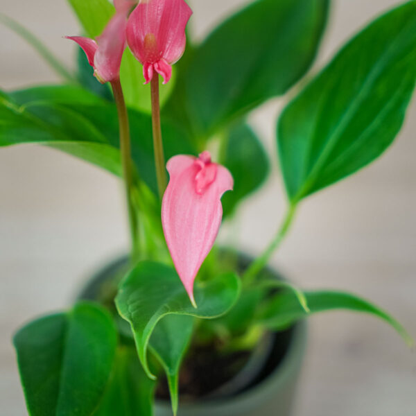 anthurium-lilli-pink (3) anthurium-lilli-pink