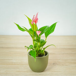 anthurium-lilli-pink