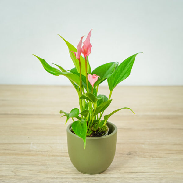 anthurium-lilli-pink