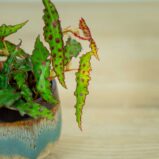 begonia-amphioxus-baby