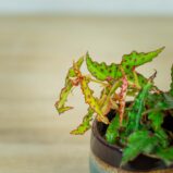 begonia-amphioxus-baby