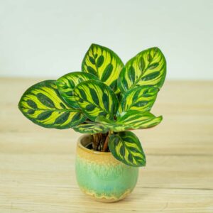 calathea-makoyana-baby