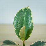 fikus-elastica-tineke-baby-ficus