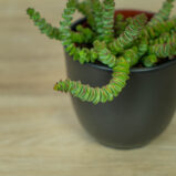 grubosz-hottentot-crassula-marnieriana