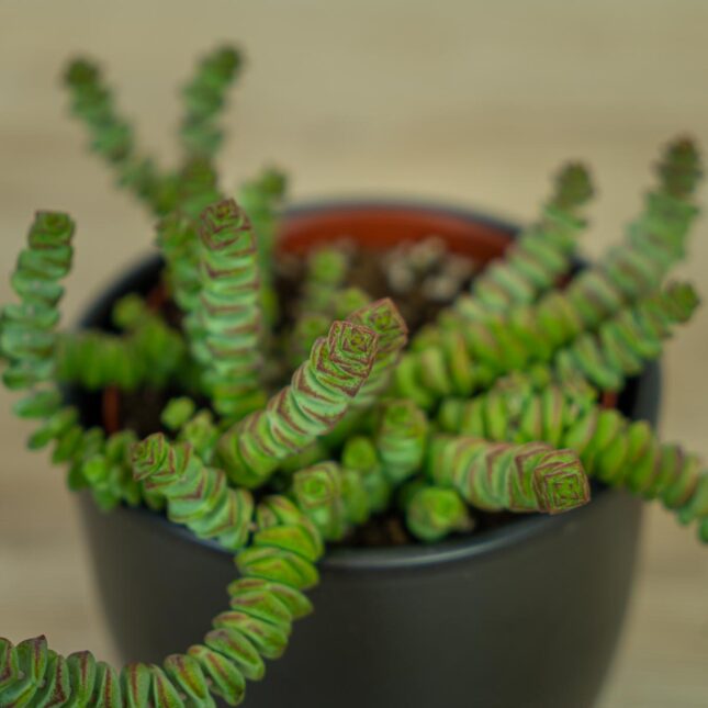grubosz-hottentot-crassula-marnieriana (3) grubosz-hottentot-crassula-marnieriana