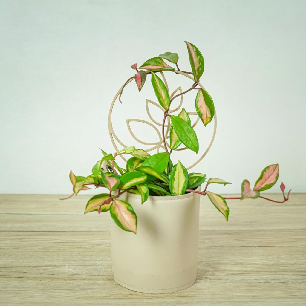hoya-carnosa-tricolor