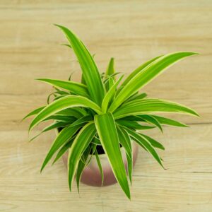 zielistka-ocean-chlorophytum-comosum