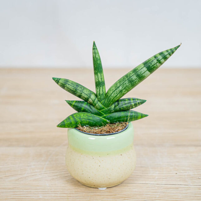 Mała Szklarnia sansevieria-boncellensis-baby