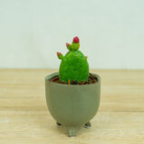 opuncja-figowa-opuntia-ficus-indica