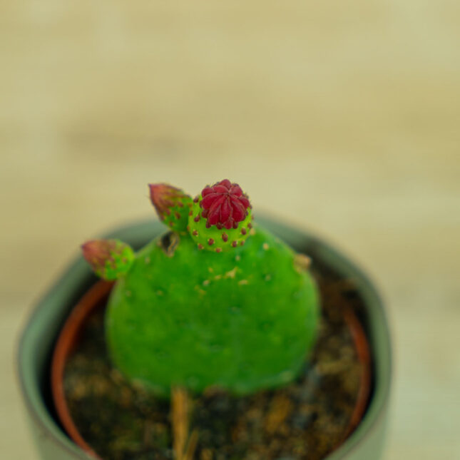 opuncja-figowa-opuntia-ficus-indica opuncja-figowa-opuntia-ficus-indica