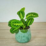 maranta-lemon-lime
