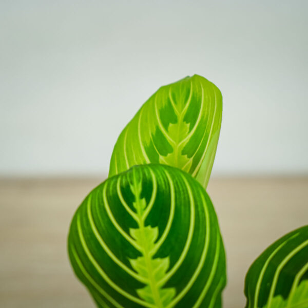 maranta-lemon-lime (2) maranta-lemon-lime