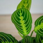 maranta-lemon-lime