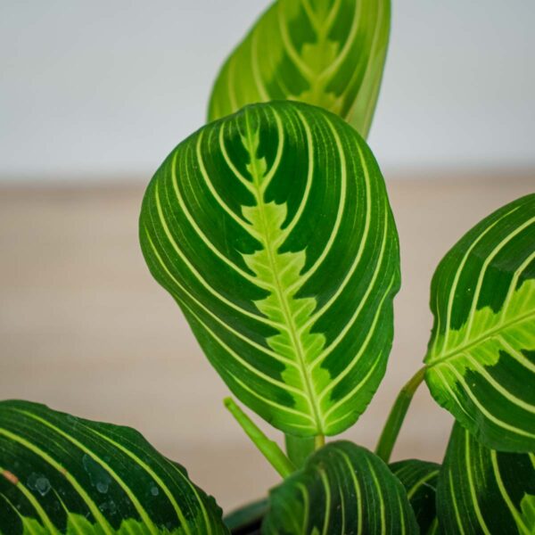 maranta-lemon-lime (3) maranta-lemon-lime
