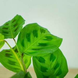 maranta-leuconeura-kerchoveana