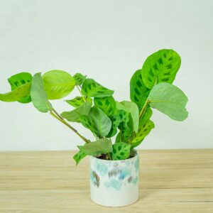 maranta-leuconeura-kerchoveana