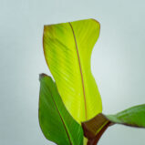 musa-maurelli-bananowiec-abisynski