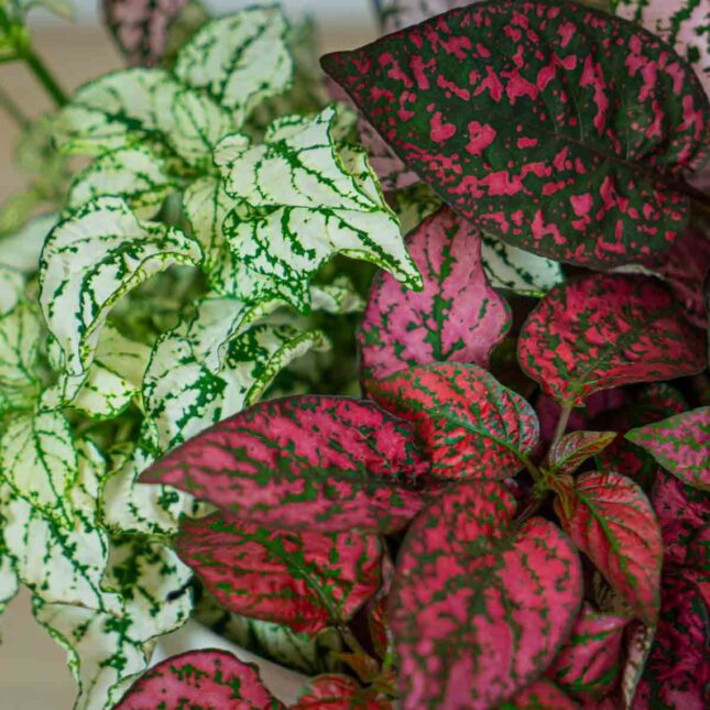 niedospian-3-kolory-hypoestes (2) niedospian-3-kolory-hypoestes