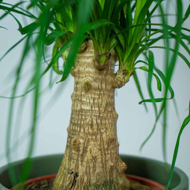 nolina-drzewko-beaucarnea-recurvata (2) nolina-drzewko-beaucarnea-recurvata